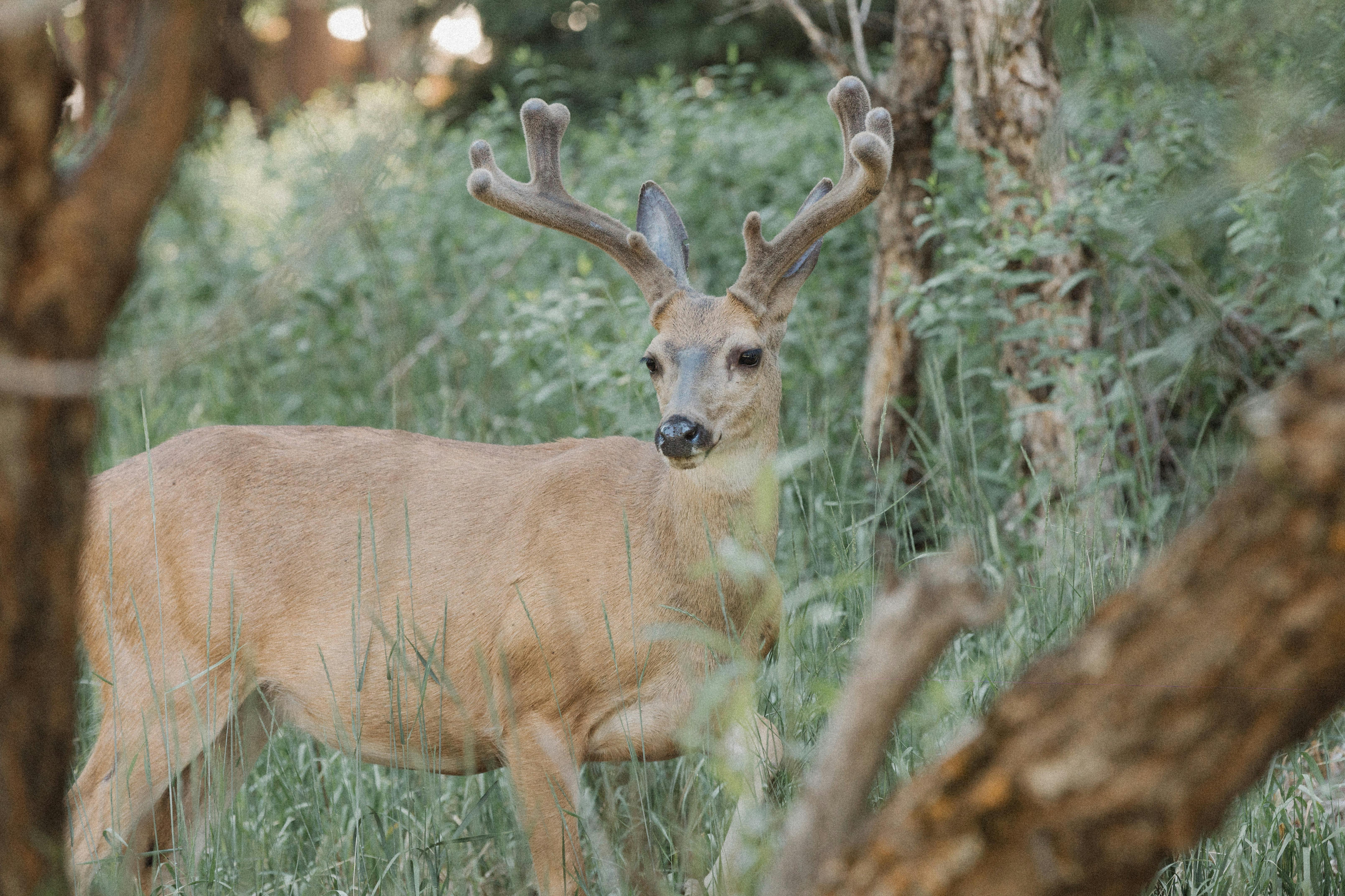 grátis Foto profissional grátis de @exterior, animais selvagens, animal Foto profissional