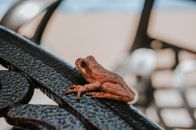 Close-Up Shot of a Frog