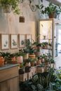 Green Potted Plants on Brown Wooden Table