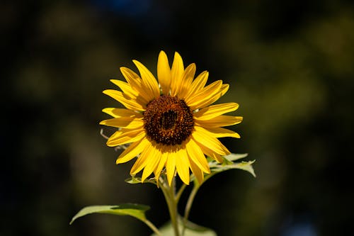 бесплатная Бесплатное стоковое фото с желтый цветок, завод, крупный план Стоковое фото