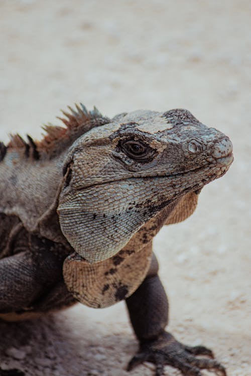 Foto profissional grátis de animal, fechar-se, fotografia da vida selvagem