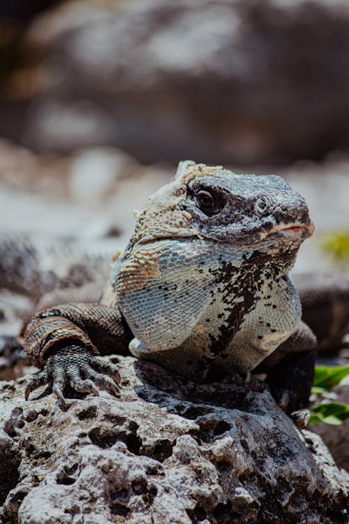 Darmowe zdjęcie z galerii z fotografia zwierzęcia, gad, geko