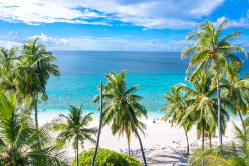 Gratis stockfoto met blauwe lucht, dronefoto, kokospalmen