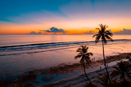 Palm Tree Near Body of Water during Sunset