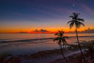 Palm Tree Near Sea during Sunset