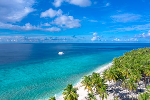 Gratis stockfoto met blauwe lucht, dronefoto, kokospalmen