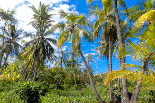 Green Coconut Palm Trees Under Blue Sky