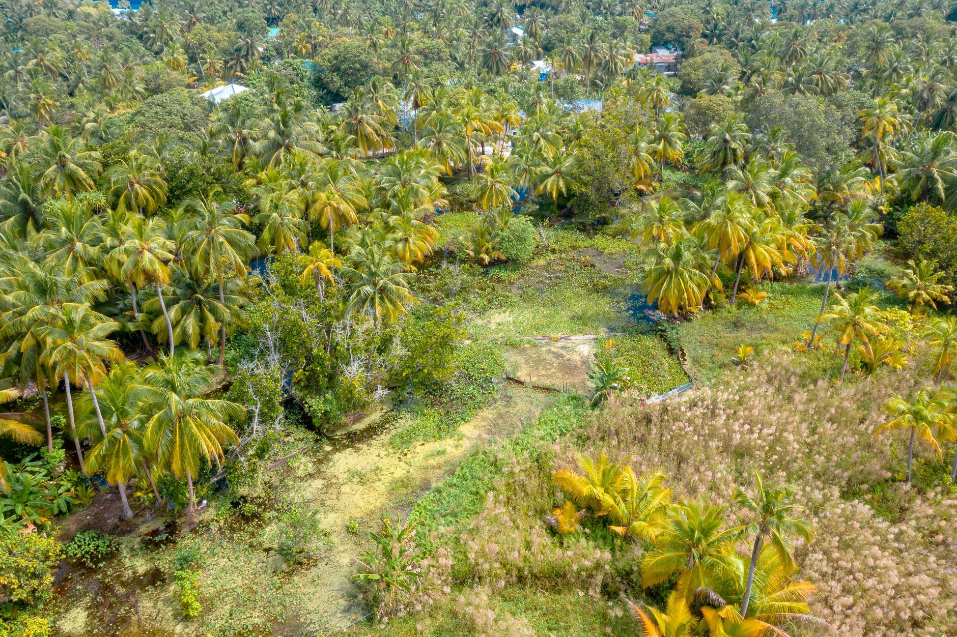 Lush aerial view of palm trees and greenery in Fuvahmulah, Maldives.