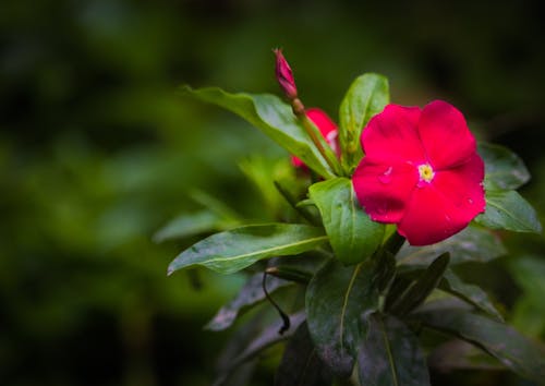 Kostnadsfri bild av minimalism eller minimalistisk, röd blomma med regnfall