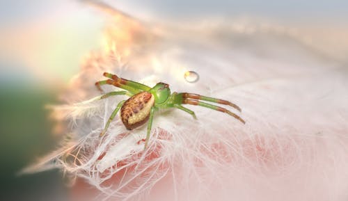 Green and Brown Spider on White Feather