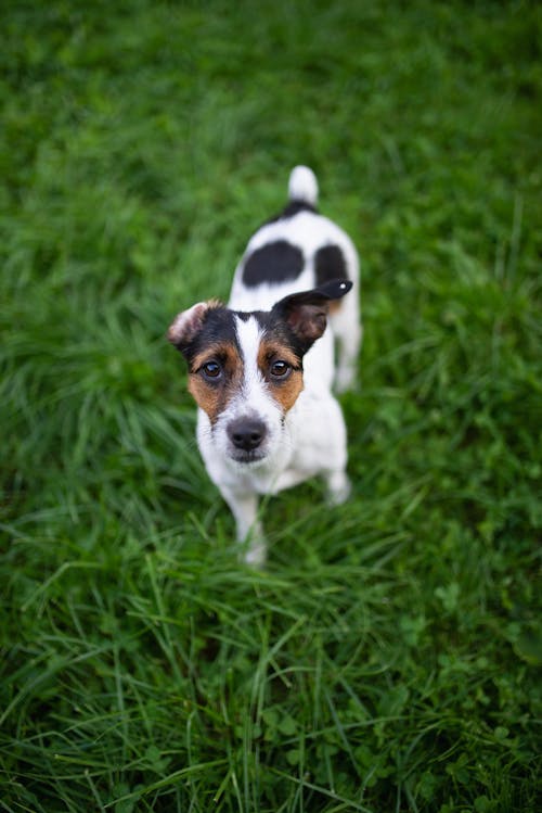 Free White Black and Brown Short Coated Dog on Green Grass Stock Photo