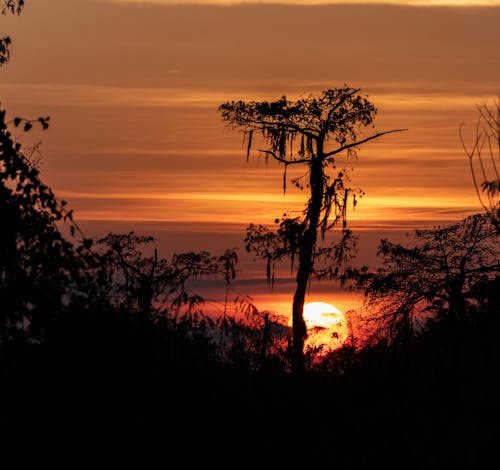 Бесплатное стоковое фото с багровое небо, вечер, деревья
