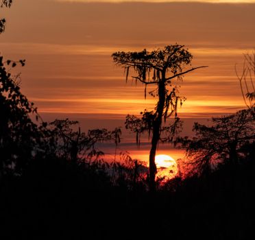 Swamp airboat with Cajun guide — New Orleans