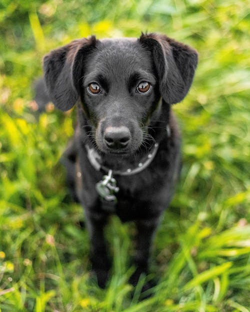 Free Photo of a Black Dog on Green Grass Stock Photo