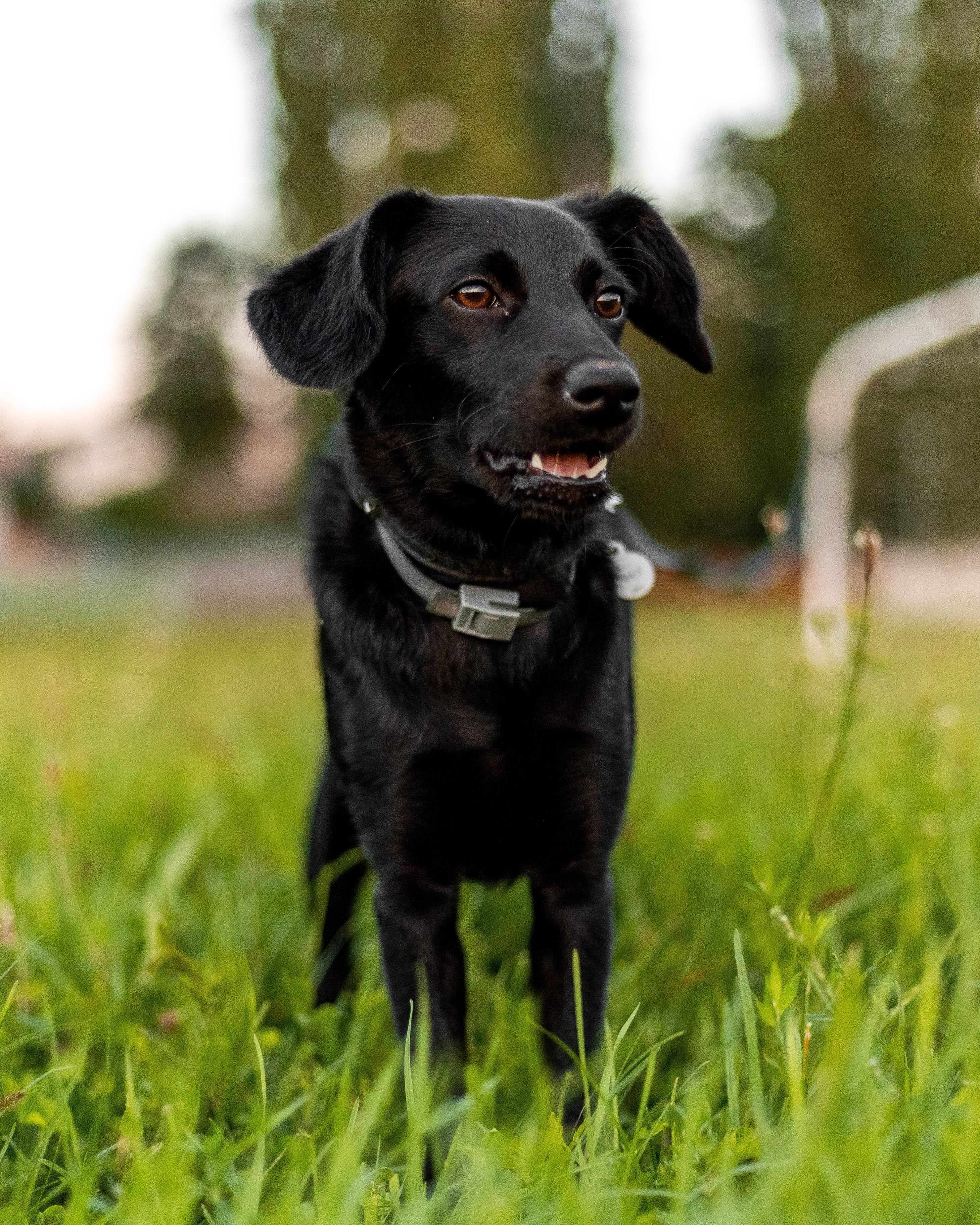 Photo of a Black Dog Lying on Green Grass · Free Stock Photo