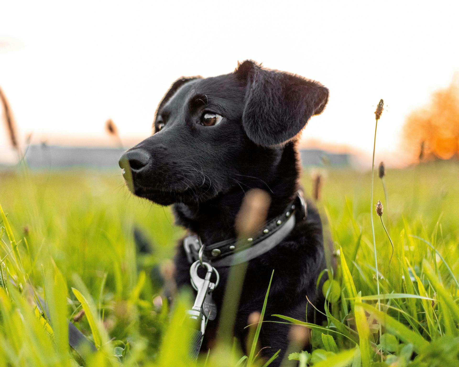 Photo of a Black Dog Lying on Green Grass