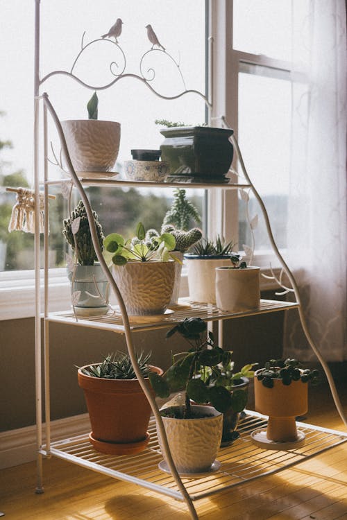 Green Potted Plants on White Metal Stand