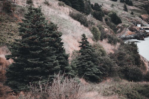丘, 山, 常緑樹の無料の写真素材