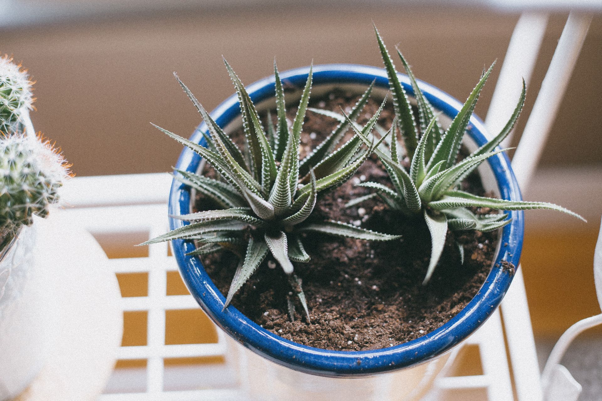 Close-up view of a Haworthia succulent plant in a ceramic pot with soil, indoors.