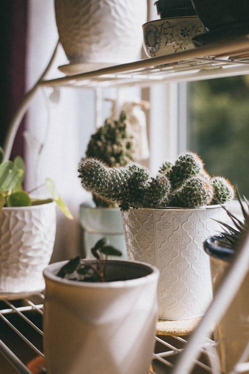 Close-up of Potted Plants 