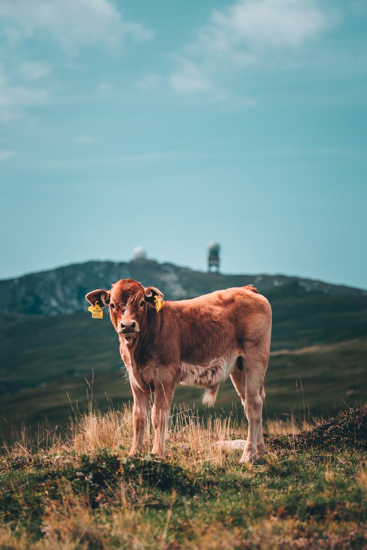 Photo Of A Cow 