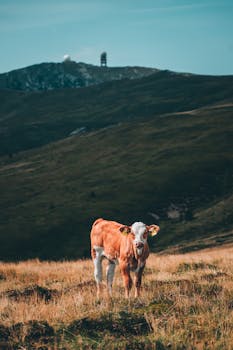 A scenic view of a lone calf standing in a vast alpine meadow with distant mountains.