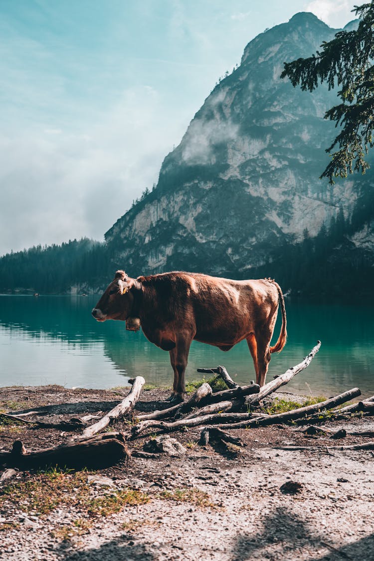 Cow Standing By The Water 