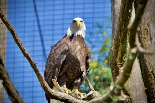 Close-Up Photo of a White and Brown Bald Eagle Perched on a Tree Branch