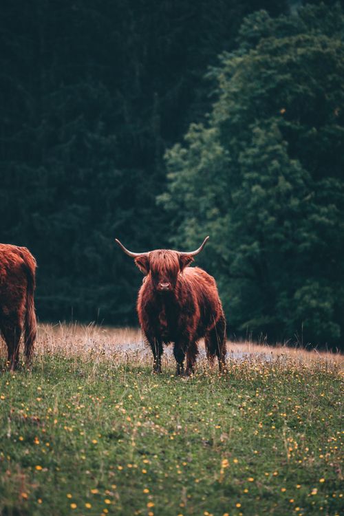 Free A majestic highland cattle with large horns standing in a lush meadow surrounded by green trees. Stock Photo