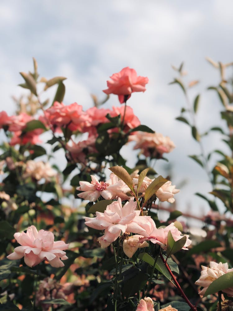 Close-up Of Pink Roses