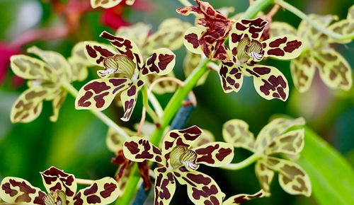Free Close-up of a stunning leopard orchid with detailed patterns, captured in a Hawaiian garden. Stock Photo