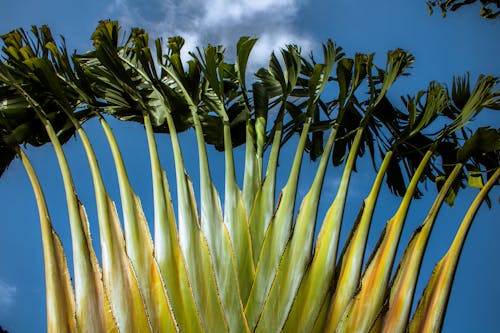 Kostnadsfri bild av palmträd