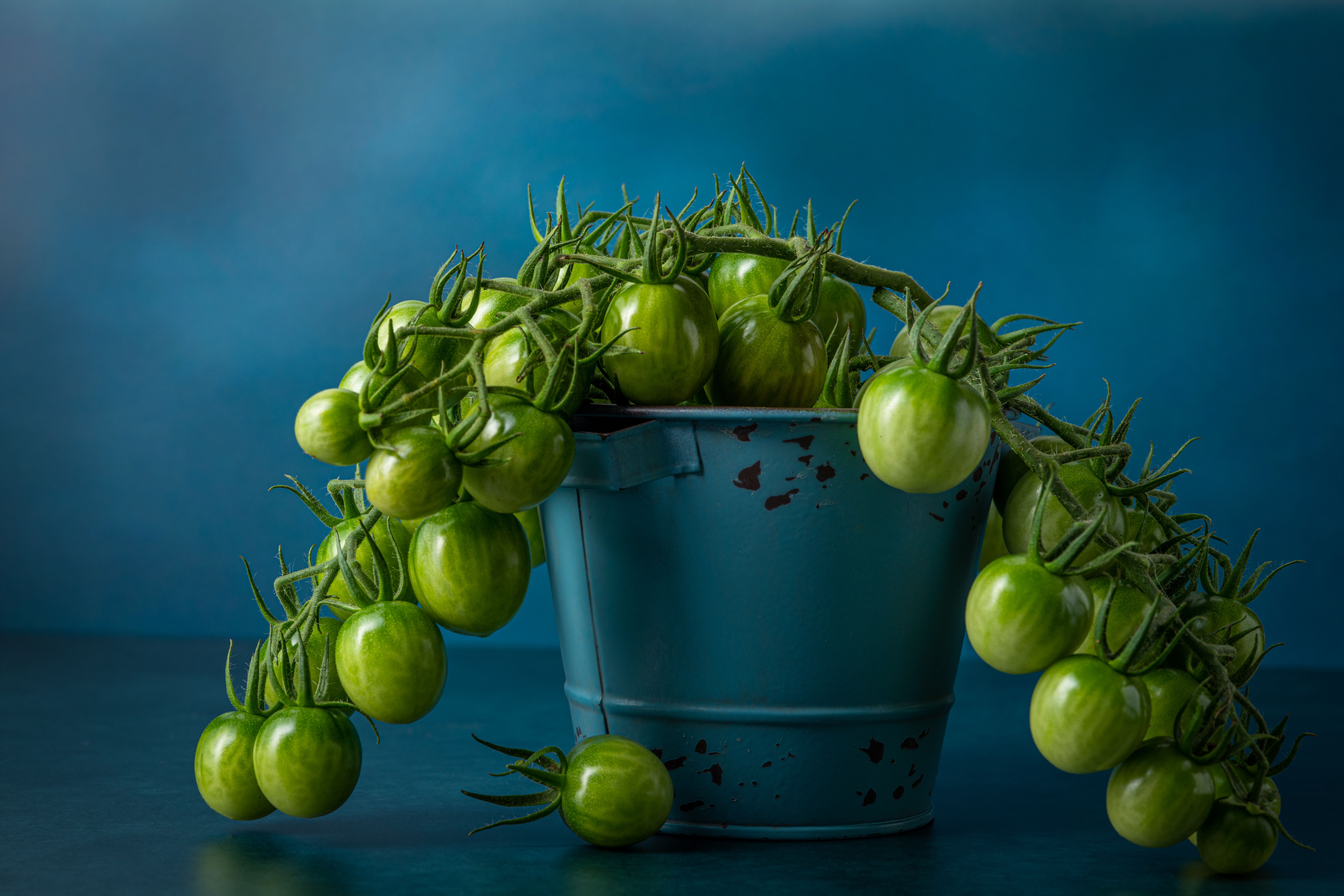 Potted vs. In-Ground Tomatoes in Cool Climates