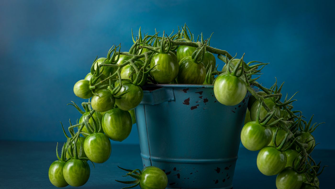 Potted vs. In-Ground Tomatoes in Cool Climates