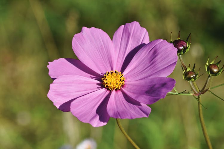 Close-Up Photo Of A Purple Cosmos Flower