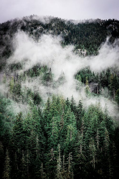 Gratis Foto stok gratis alam, gunung, hutan Foto Stok