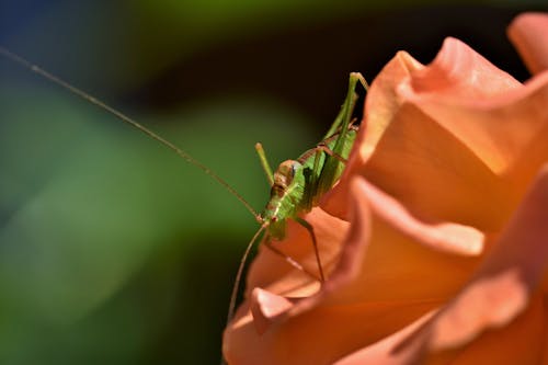 Free stock photo of grashopper, grasshopper, insect