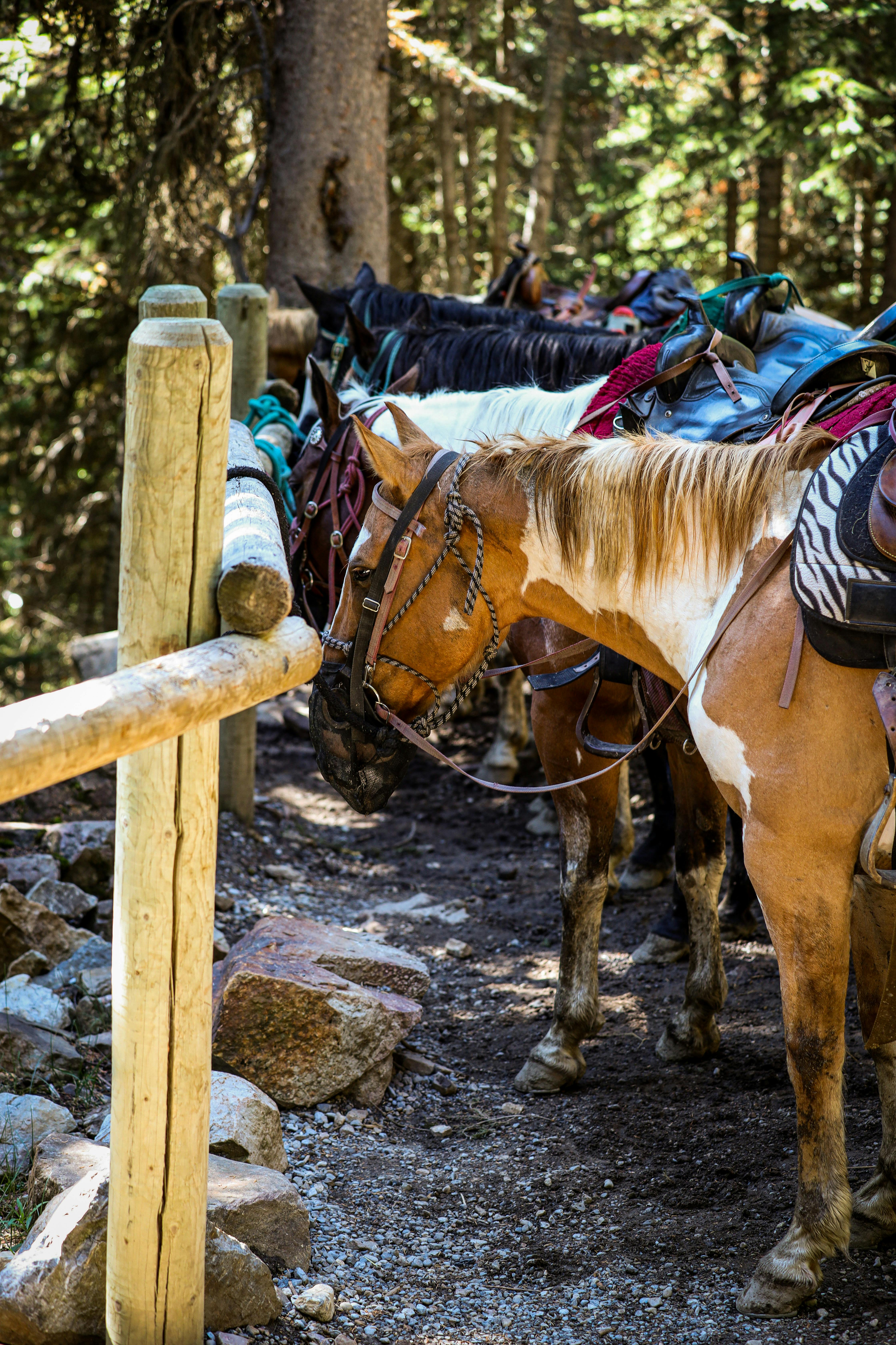 Horses Near Wooden Fence · Free Stock Photo