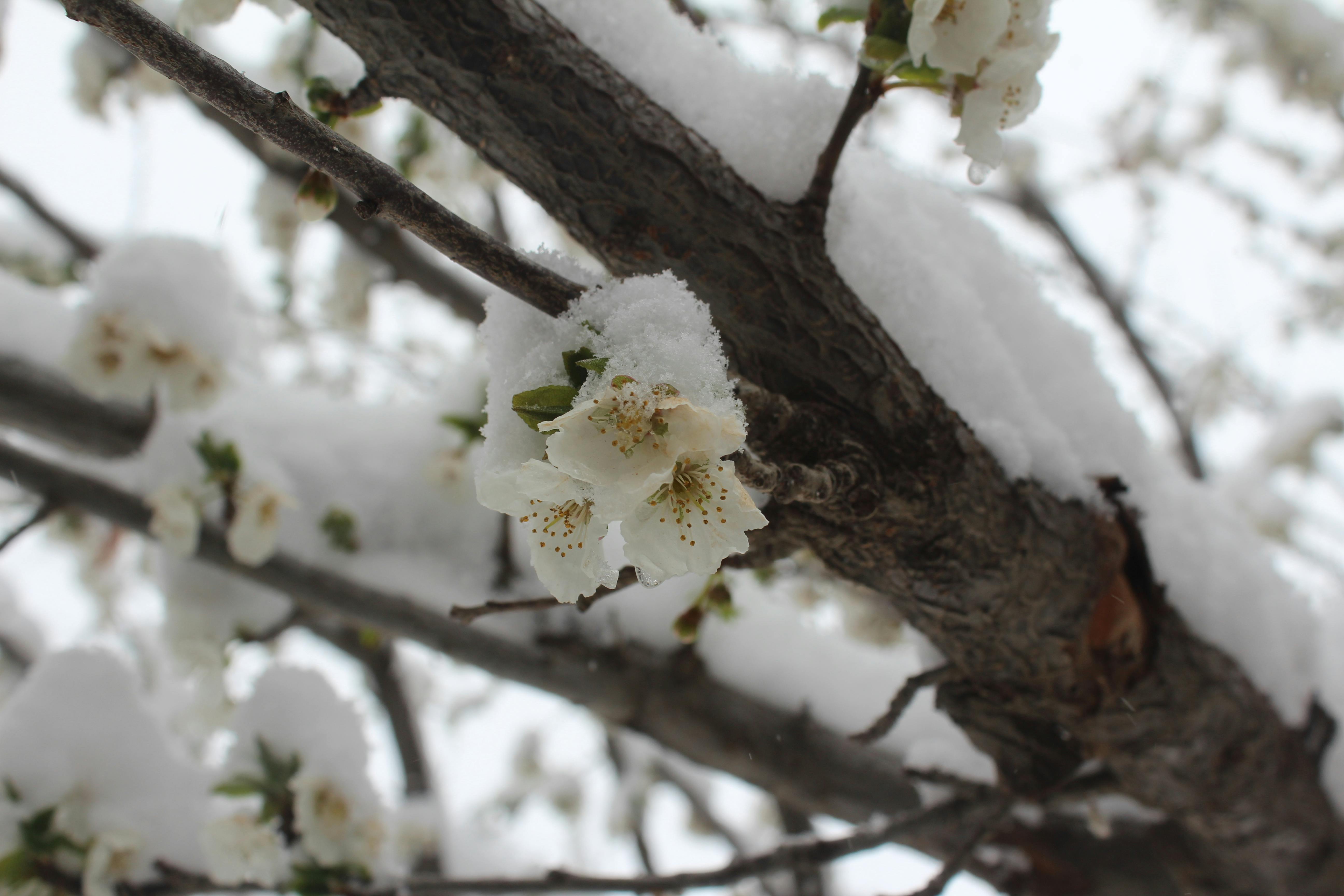 Photo Gratuite De Habib Hosseini Iran L Hiver Au Printemps