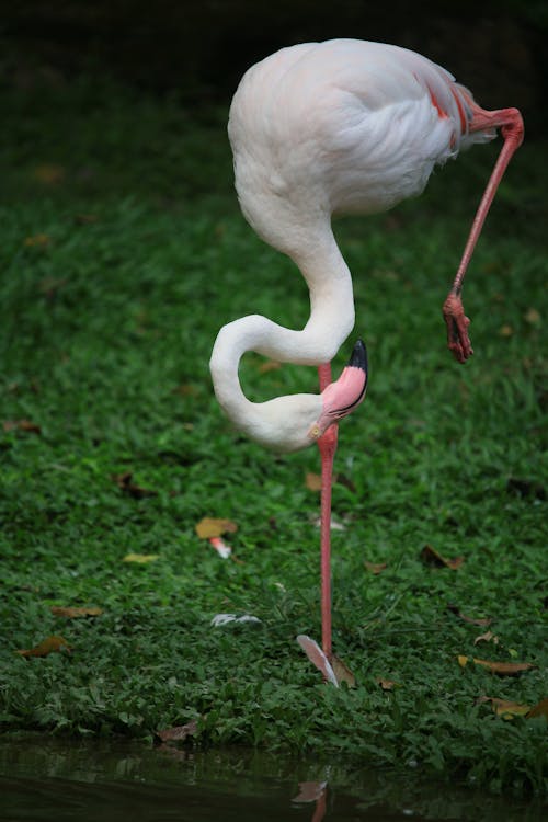 Flamingo on Green Grass