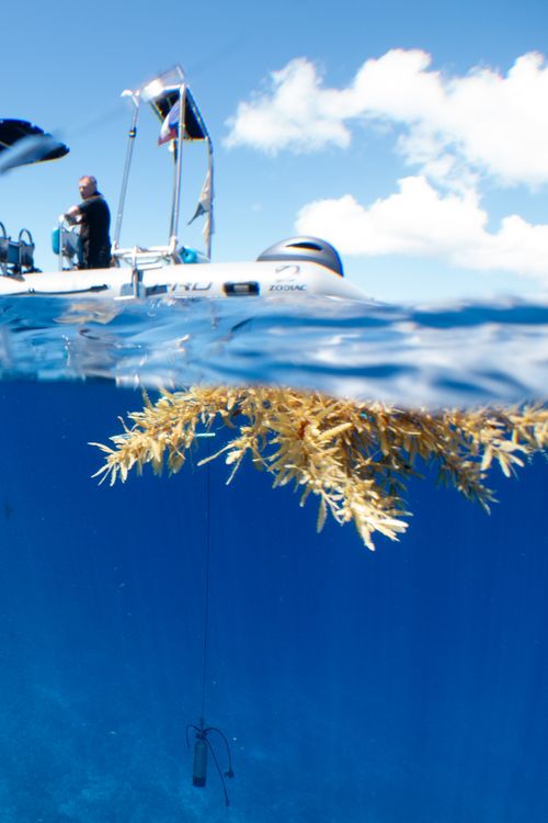 Free stock photo of underwater adventure Stock Photo