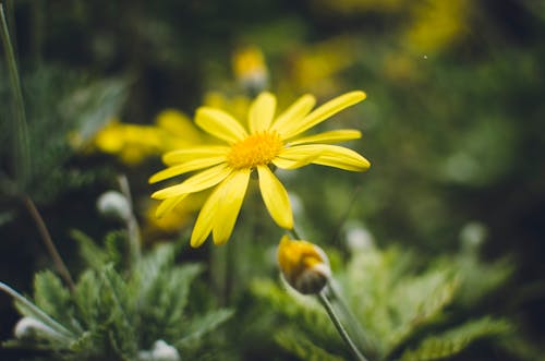 Fleur De Marguerite Jaune En Photographie En Gros Plan