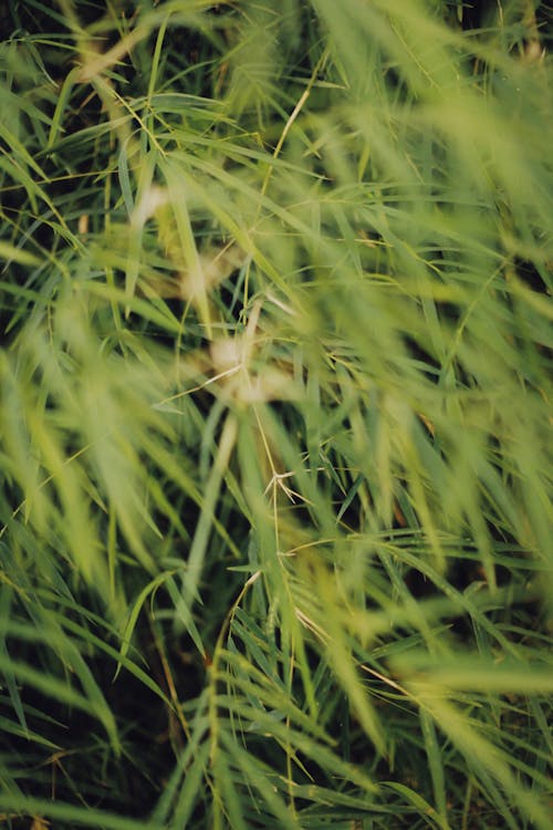 Foto profissional grátis de confuso, fechar-se, grama verde