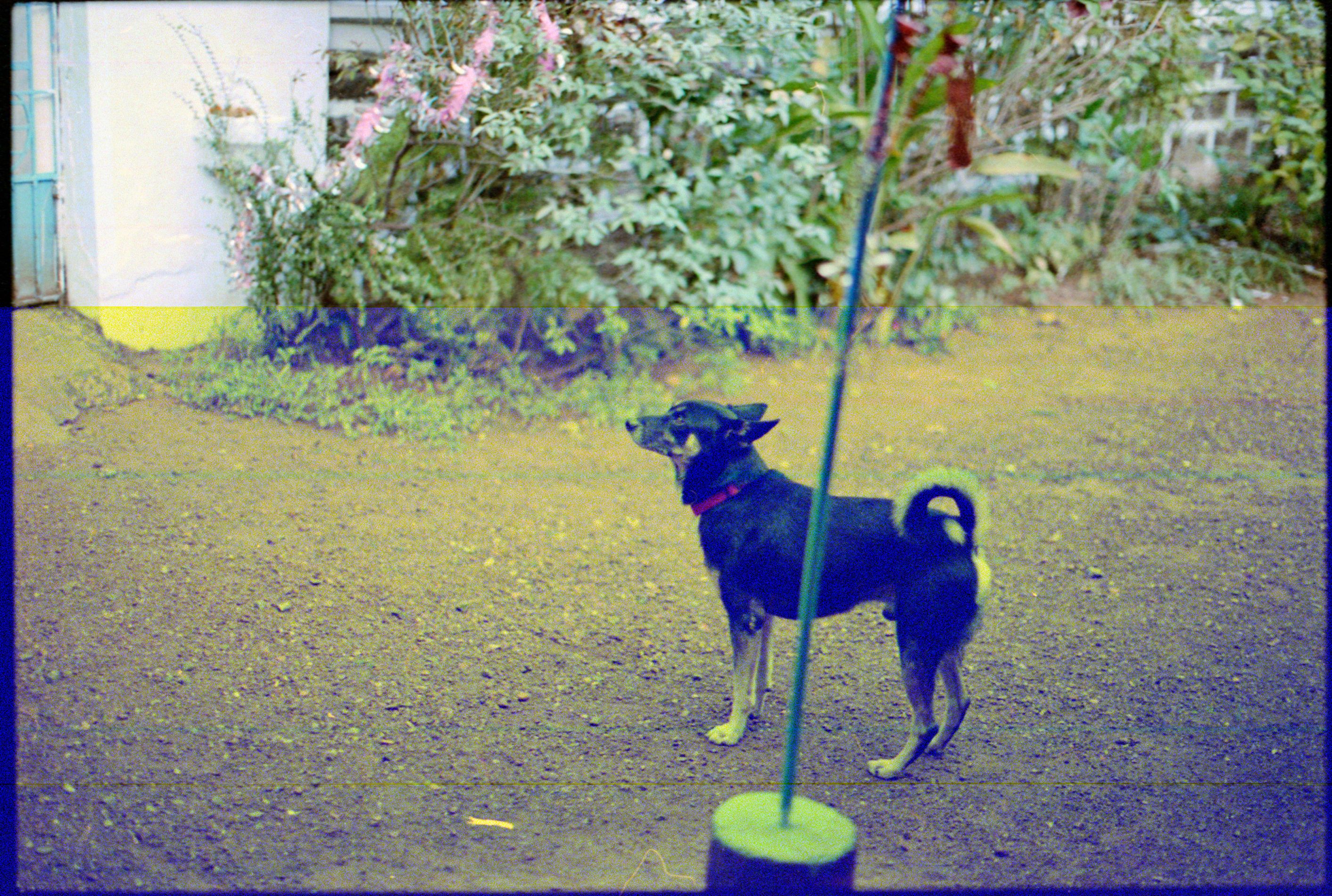 Portrait of a dog at a veterinary clinic
