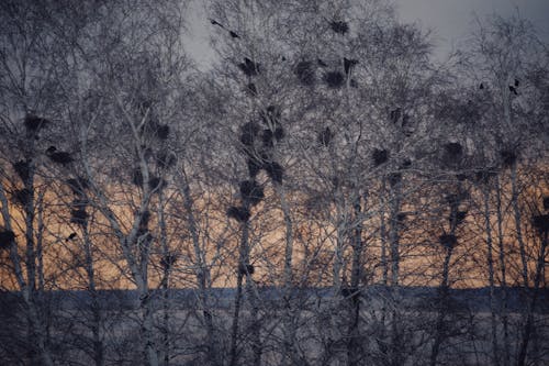 Immagine gratuita di alberi coperti di neve, alberi senza foglie, ambiente