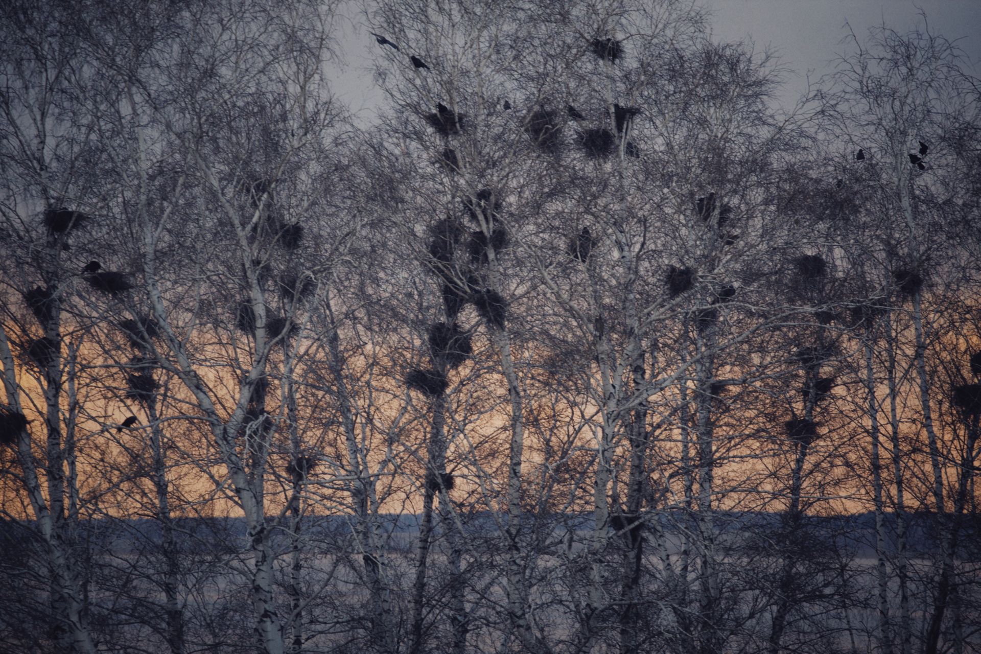 Serene winter landscape featuring leafless trees full of bird nests at sunset.