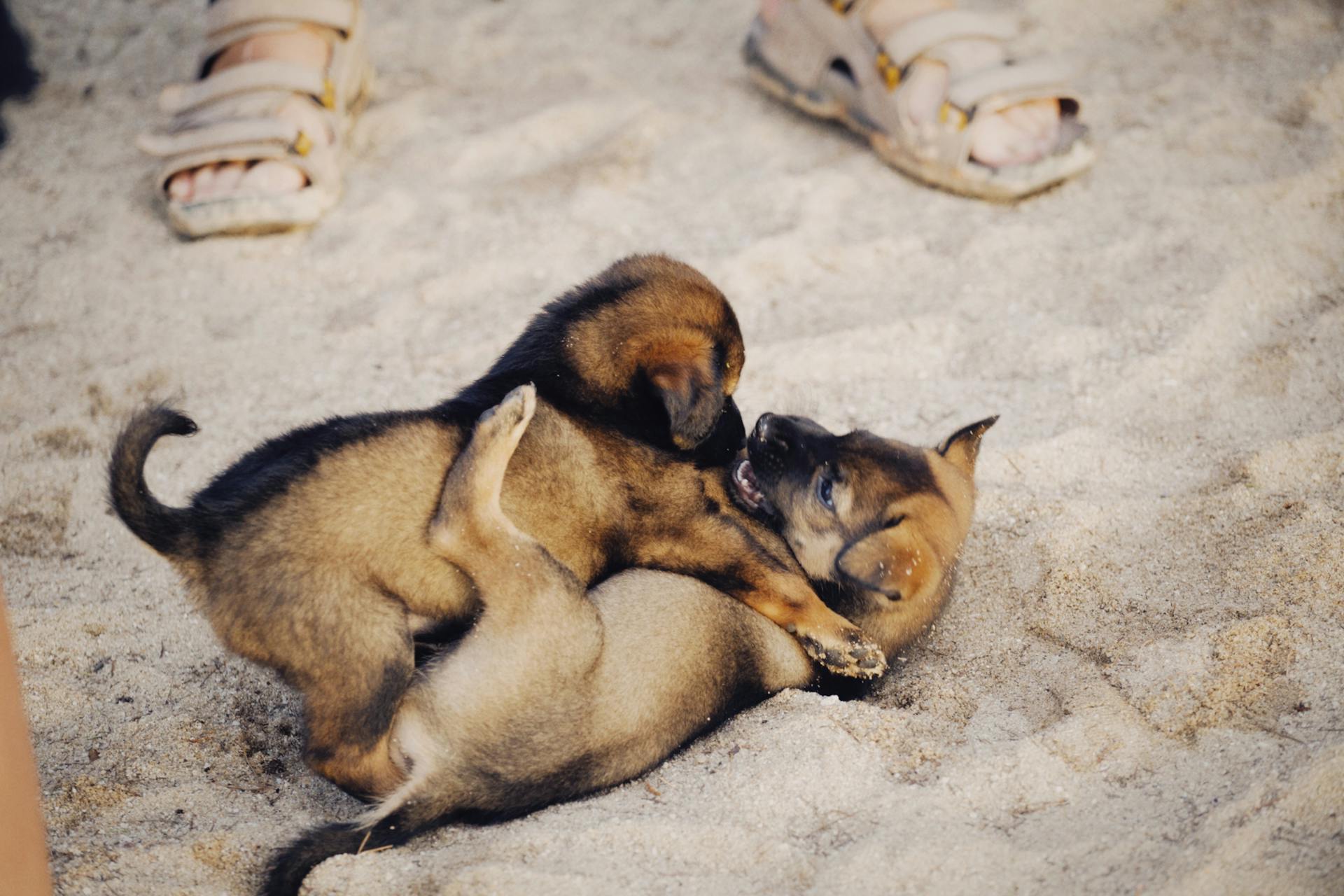 Des chiots qui jouent ensemble