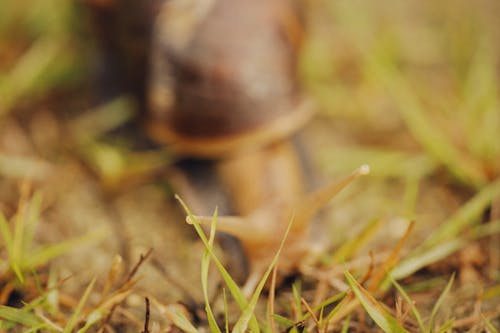 Free Brown Snail on Green Grass Stock Photo