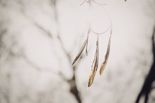 Free Photograph of a Dreamcatcher with Feathers Stock Photo