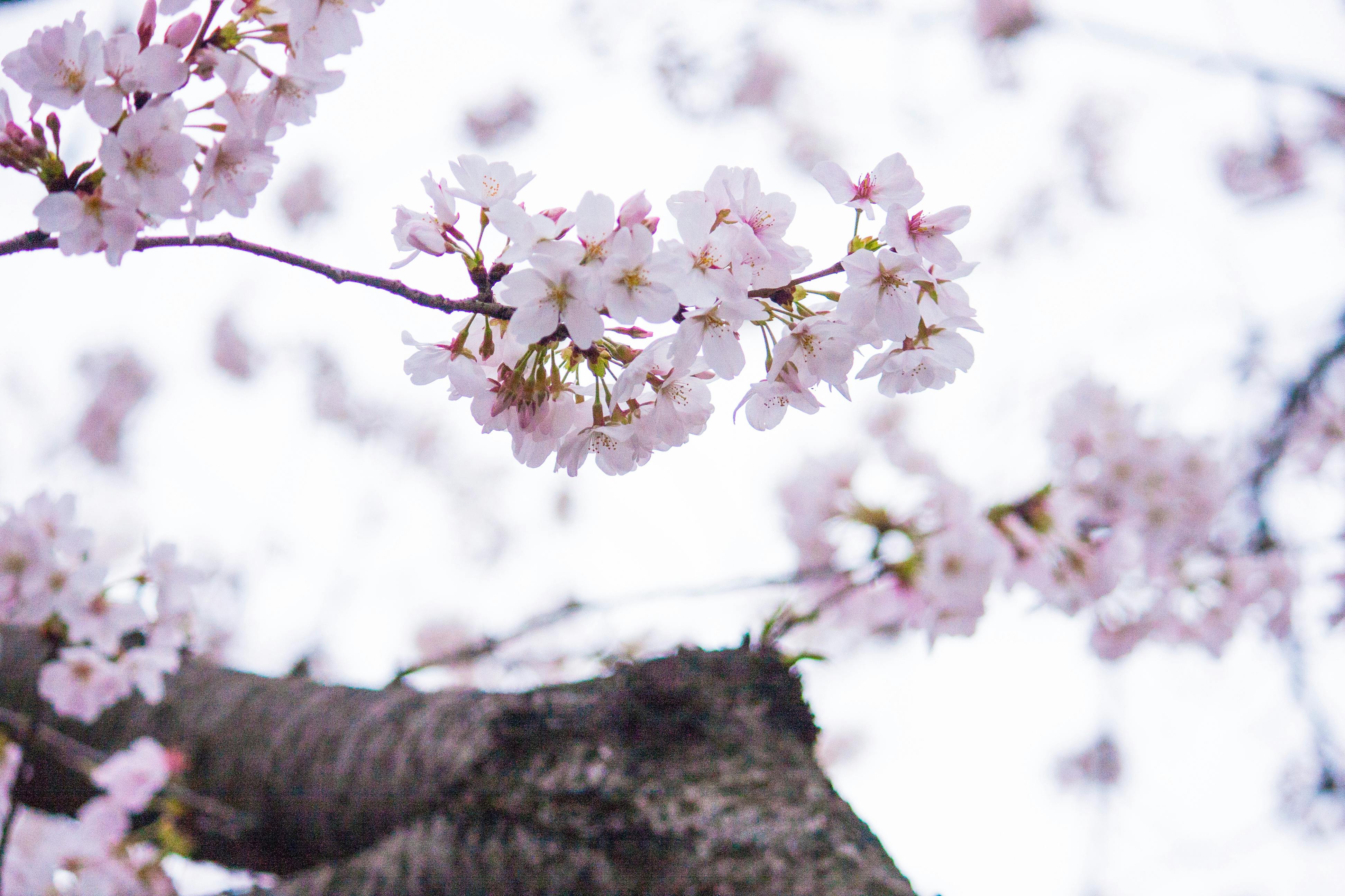 Selective Photography of Pink Petaled Flowers
